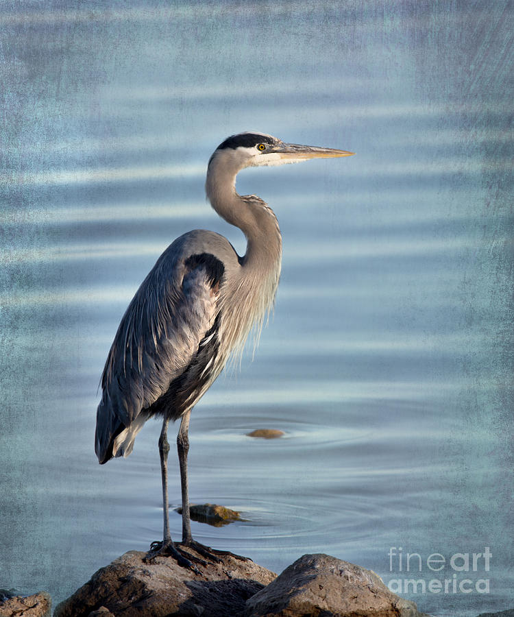 Stately-Great Blue Heron Photograph by Betty LaRue