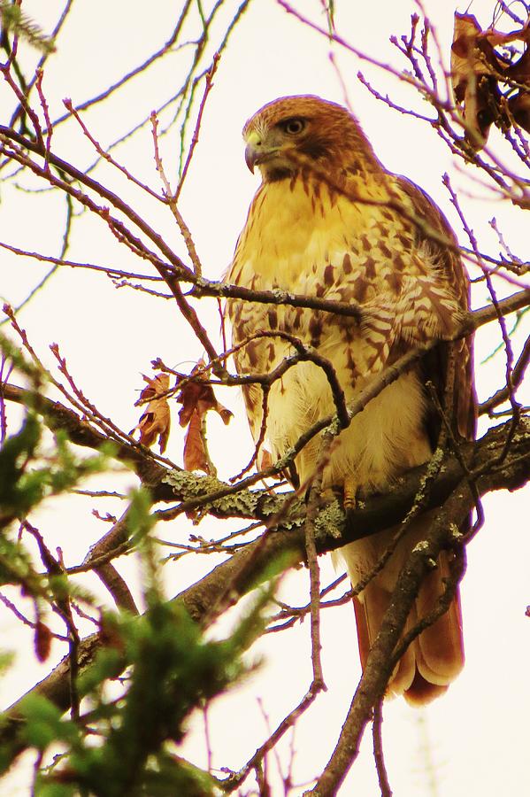 Stately Hawk Photograph by Jeanette Oberholtzer