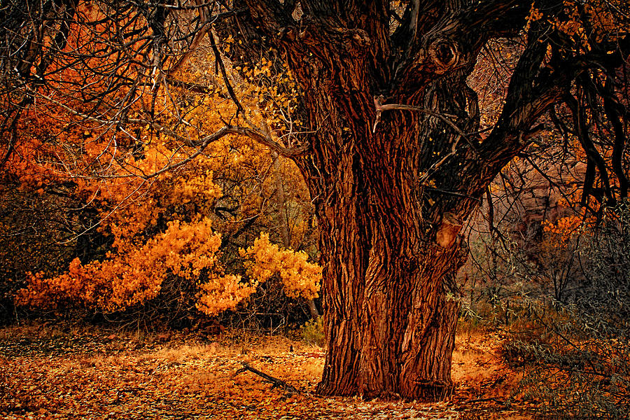 Stately Oak Photograph by Priscilla Burgers