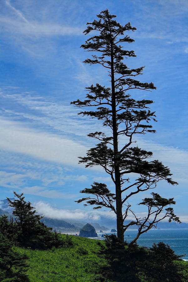 Stately Pine Photograph by Dale Kauzlaric