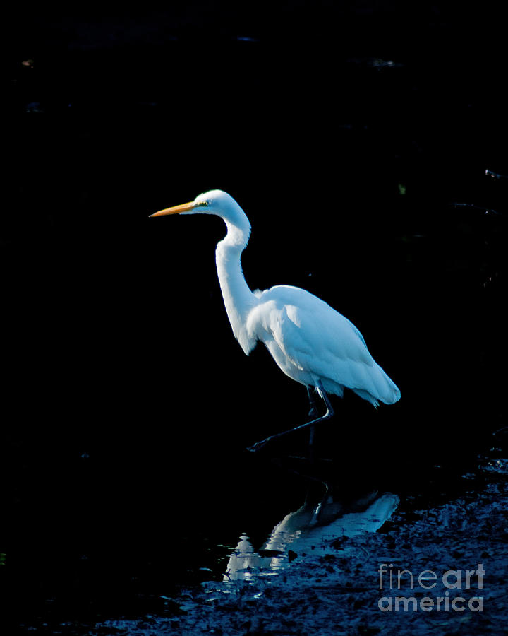 Stately Snowy Egret Photograph by Stephen Whalen