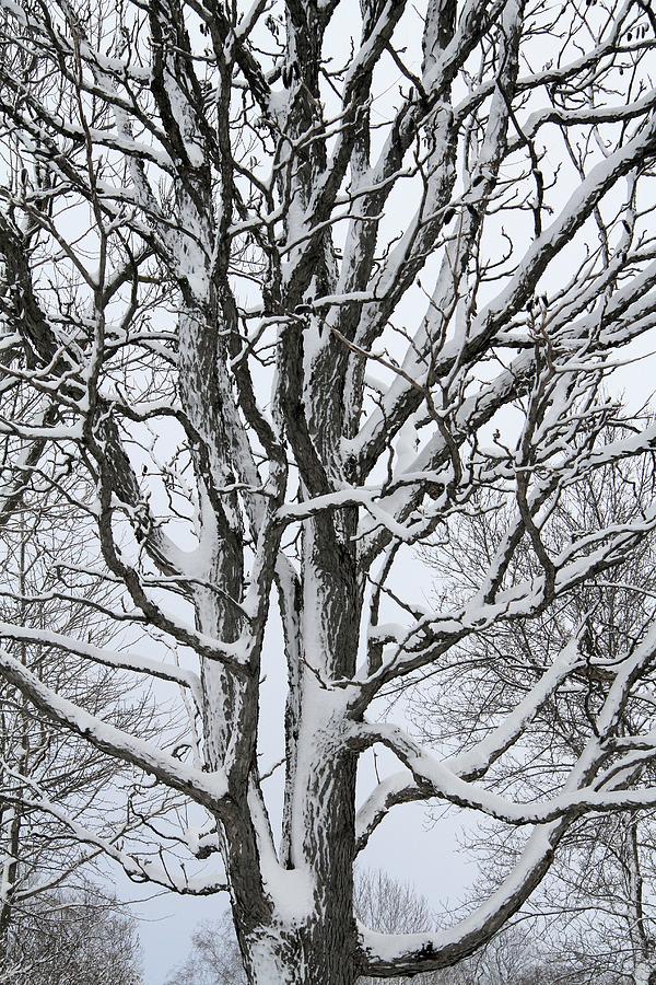 Stately Tree Photograph by Doris Potter