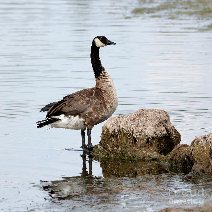 Statue Photograph by Lori Tordsen | Fine Art America