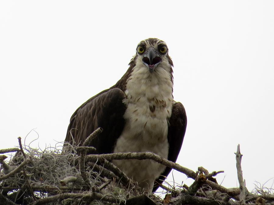 Osprey Photograph - Stay away from my nest by Zina Stromberg