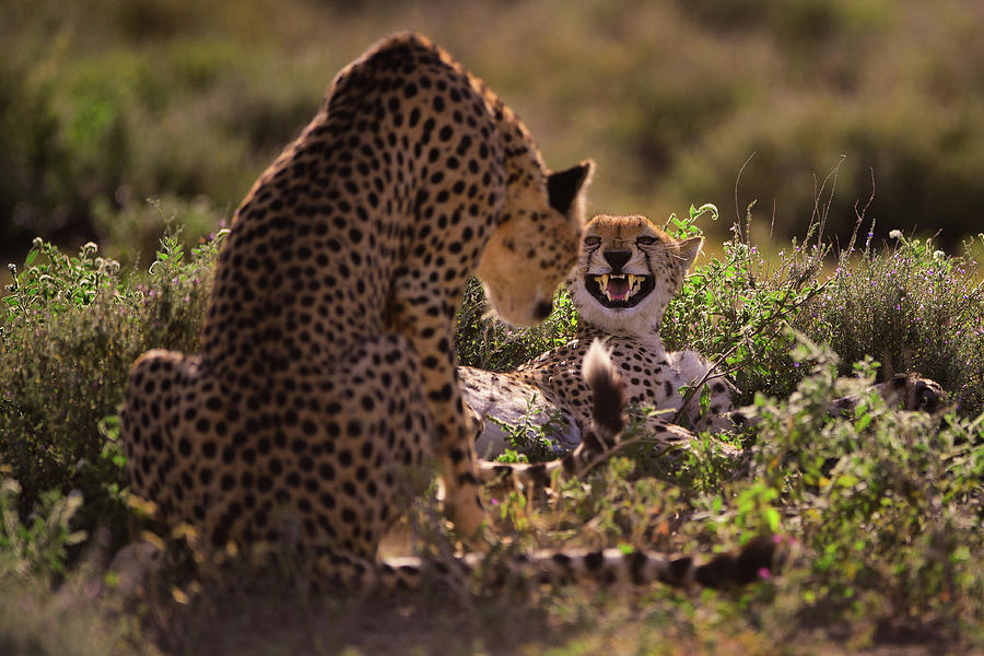 Cheetah Photograph - Stay Away by Mohammed Alnaser Cheetah Photograph - Stay Away by Mohammed Alnaser
