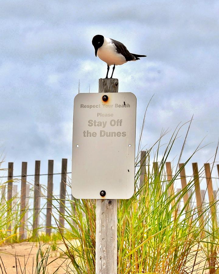 Stay Off the Dunes Photograph by Kim Bemis