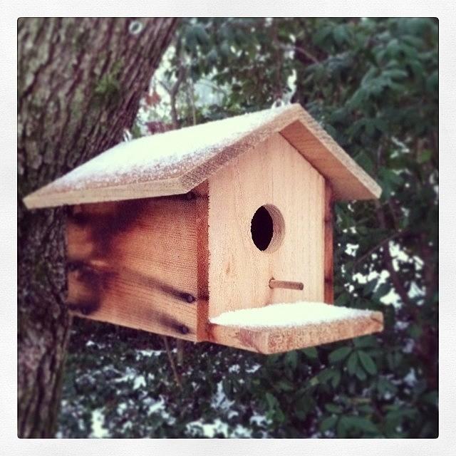 Stay Warm, Birdies! Photograph by Melissa Payne