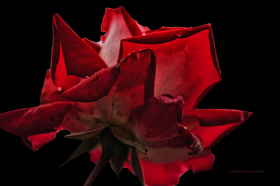 Nature Photograph - Stayin Alive Red Rose by Thomas Woolworth