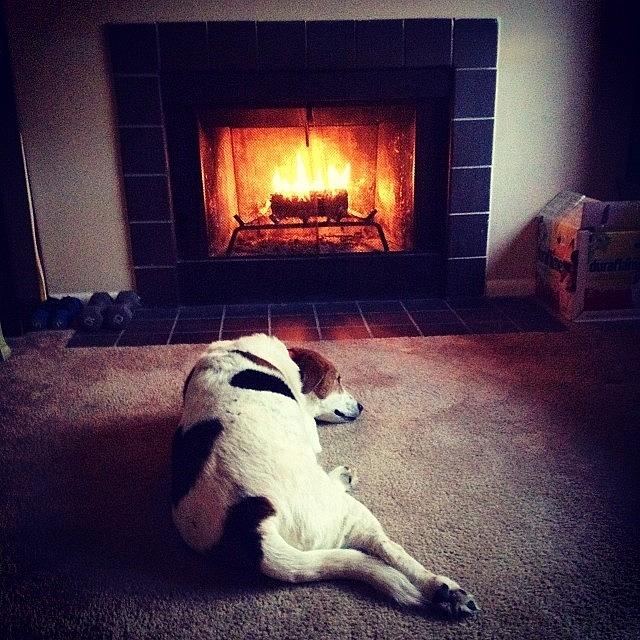 Stayin Warm @mydogdaisy Photograph by Melissa Lutes