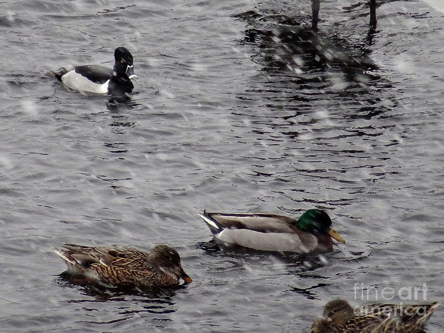 Staying Downwind with Mallards L Photograph by Christopher Plummer