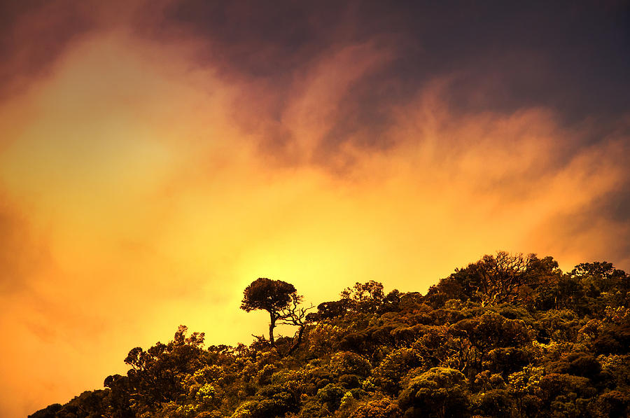 Nature Photograph - Staying Proud. Horton Plains. Sri Lanka by Jenny Rainbow