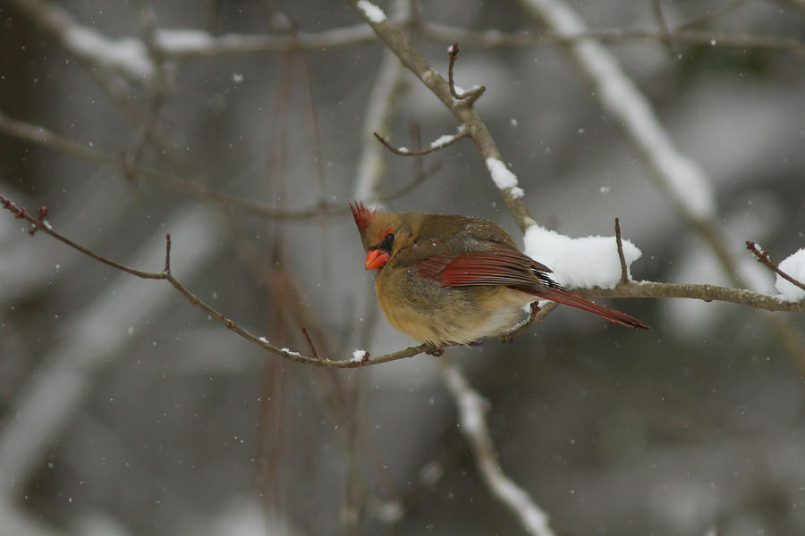 Bird Photograph - Staying Warm by Jody Merritt