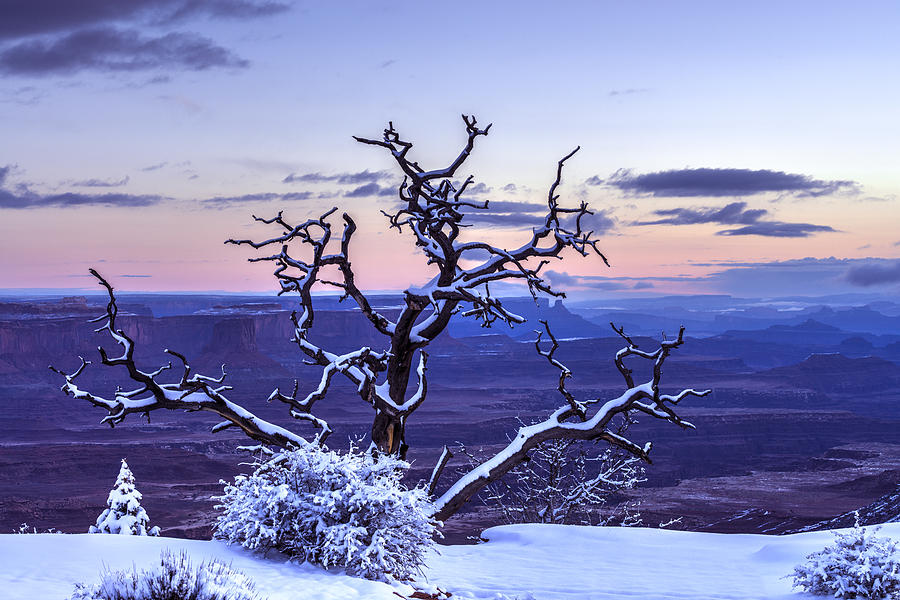 Winter Photograph - Steadfast  by Dustin LeFevre