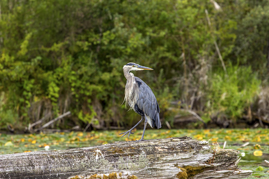 Heron Photograph - Steady by Calazones Flics