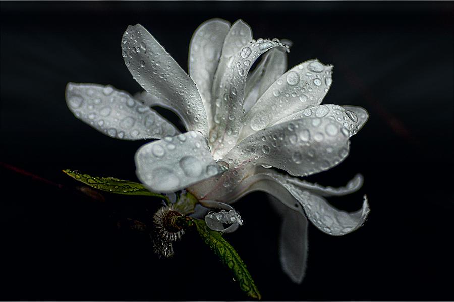 Nature Photograph - Steal magnolias by Chris Mcmannes