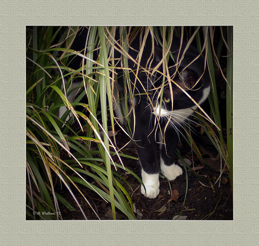 Stealth Cat Photograph by Brian Wallace Stealth Cat Photograph by Brian Wallace