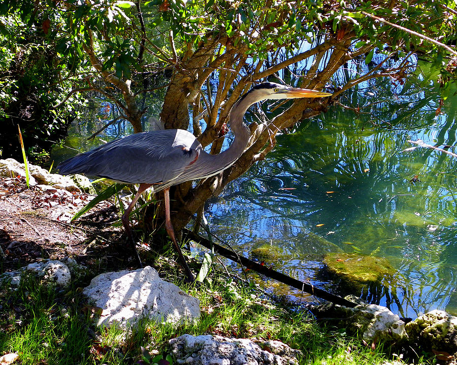 Stealthy Great Blue Heron Photograph by Judy Wanamaker