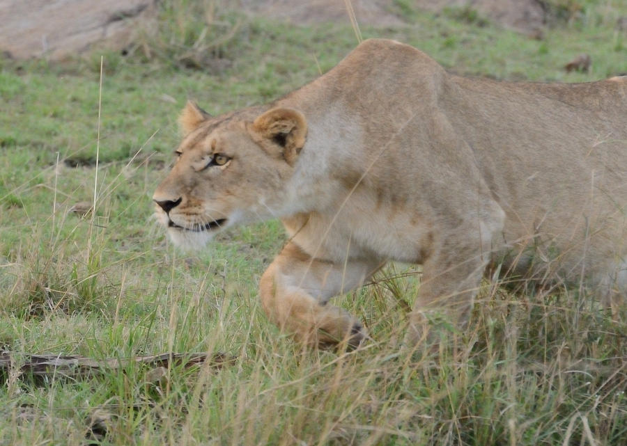 Stealthy Stalking Lioness Photograph by Tom Wurl
