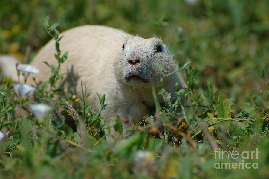 Stealthy White Prairie Dog Photograph by Joan Wallner