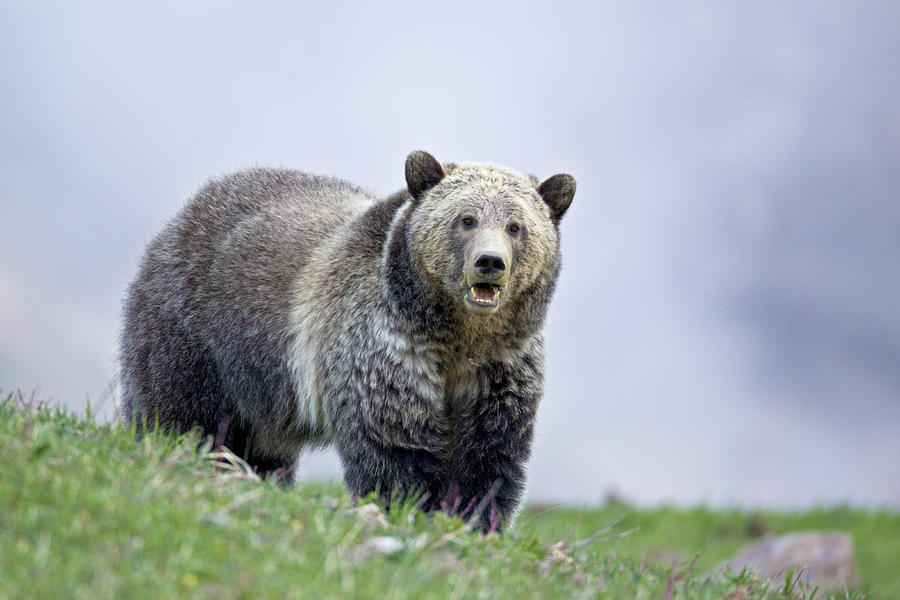 Steamboat Grizzly Photograph by D Robert Franz