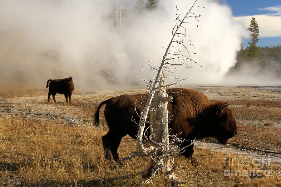 Steaming Bison Photograph by Adam Jewell