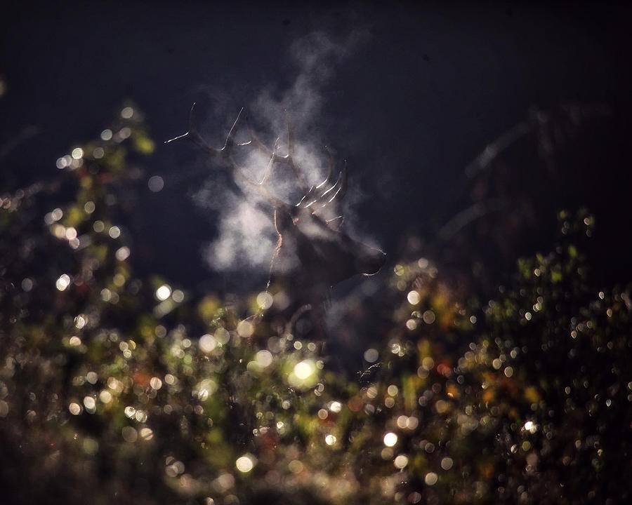 Steaming Bull Elk with Iris Flare Photograph by Michael Dougherty