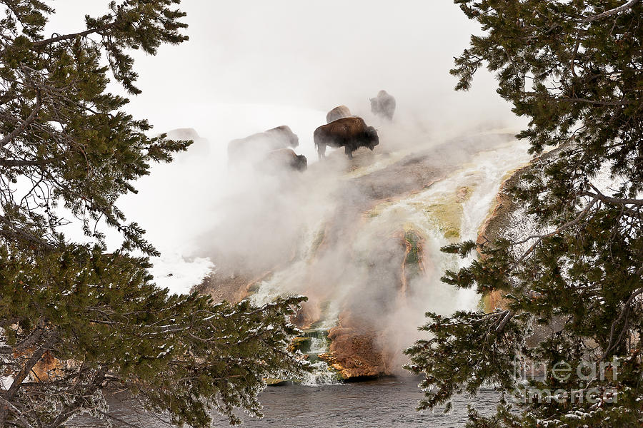 Yellowstone National Park Photograph - Steamy Bison by Sue Smith