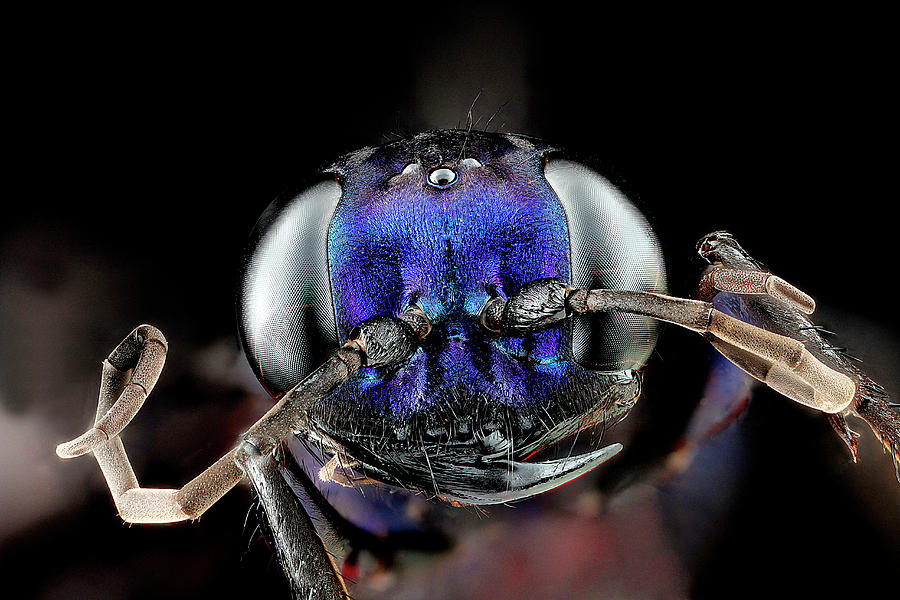 Steel Blue Cricket Hunter Photograph by Us Geological Survey - Pixels