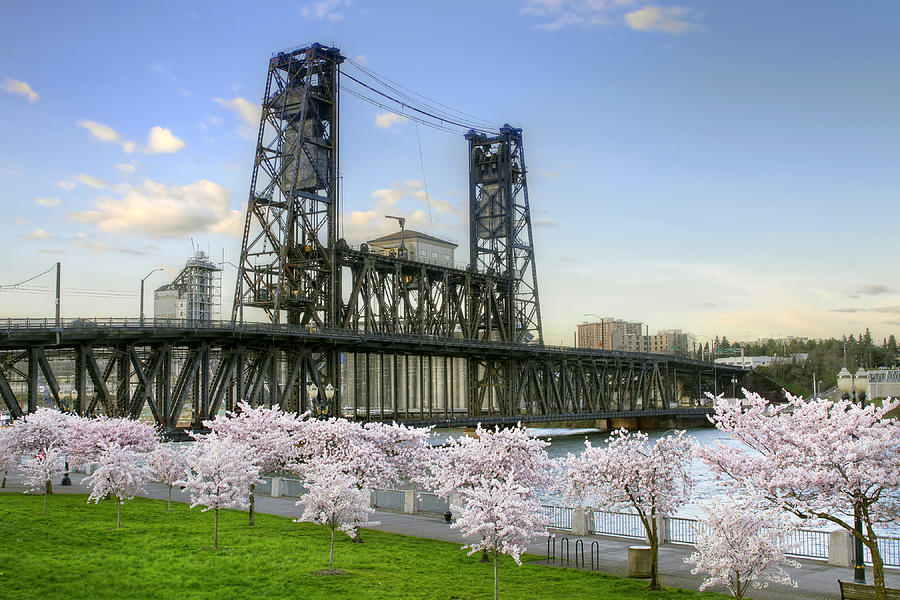 Steel Bridge and Cherry Blossom Trees in Portland Oregon Photograph by David Gn
