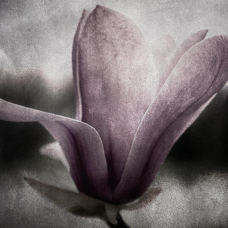 Steel Magnolia Photograph by Darlene Kwiatkowski