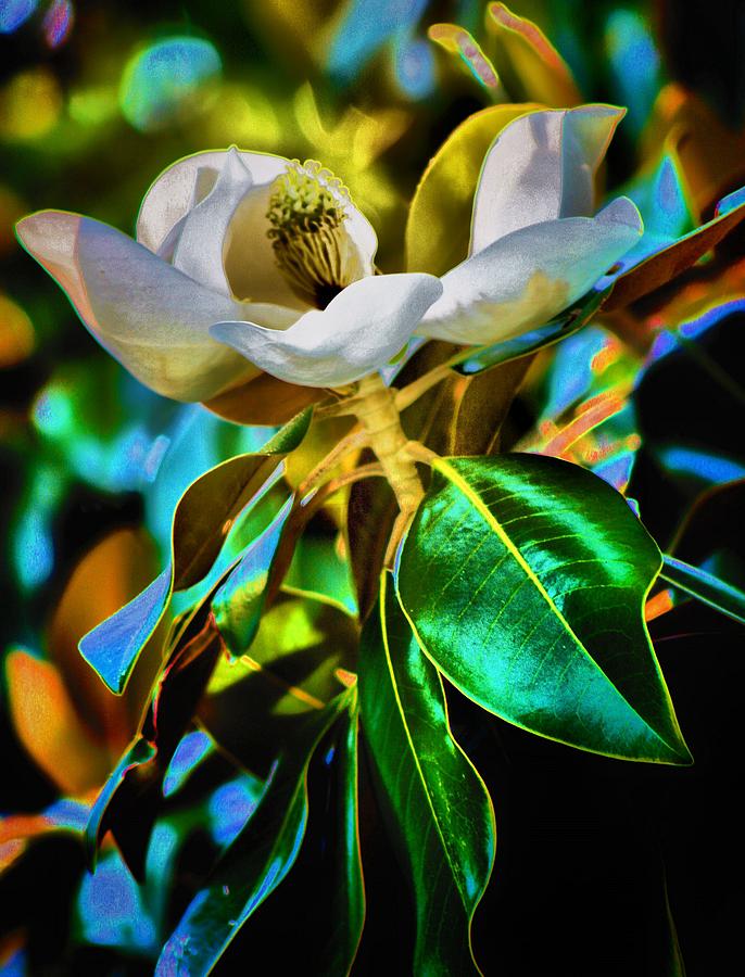 Steel Magnolia Photograph by Robert McCubbin