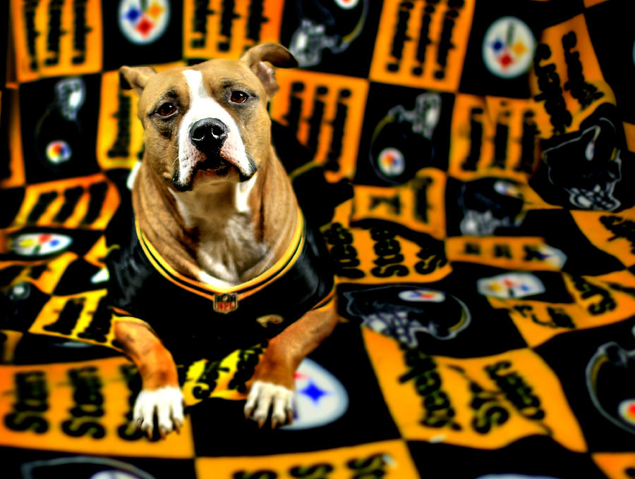 Pittsburgh Photograph - Pitbull Rescue Dog Football Fanatic by Shelley Neff
