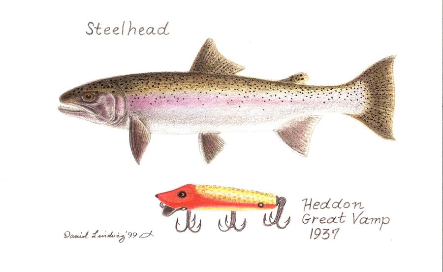 Fish Drawing - Steelhead and Heddon Great Vamp Lure 1937 by Daniel Lindvig