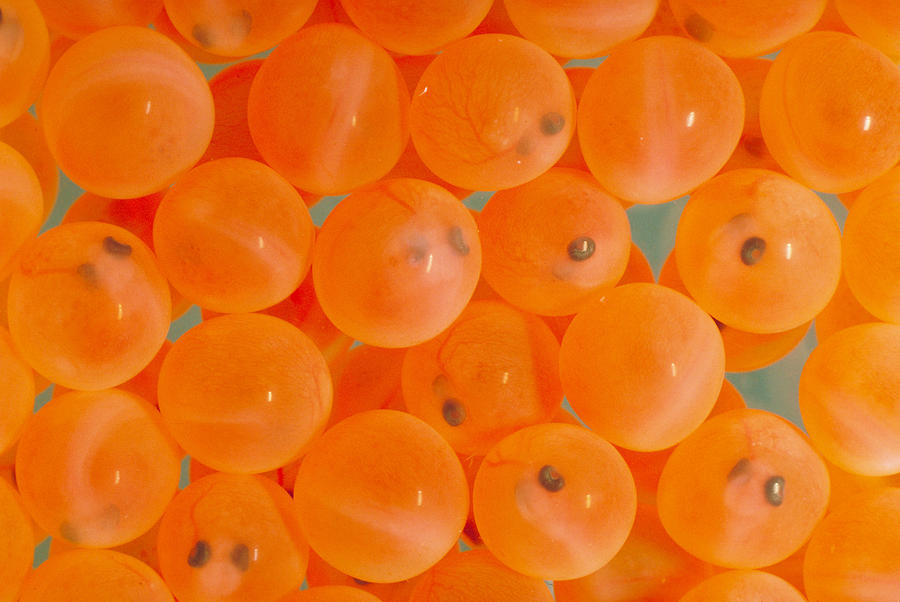 Steelhead Salmon Eggs Photograph by Theodore Clutter - Pixels
