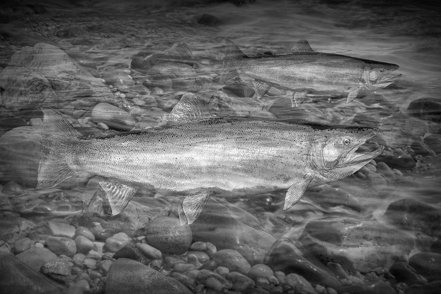 Steelhead Trout Migration Photograph by Randall Nyhof