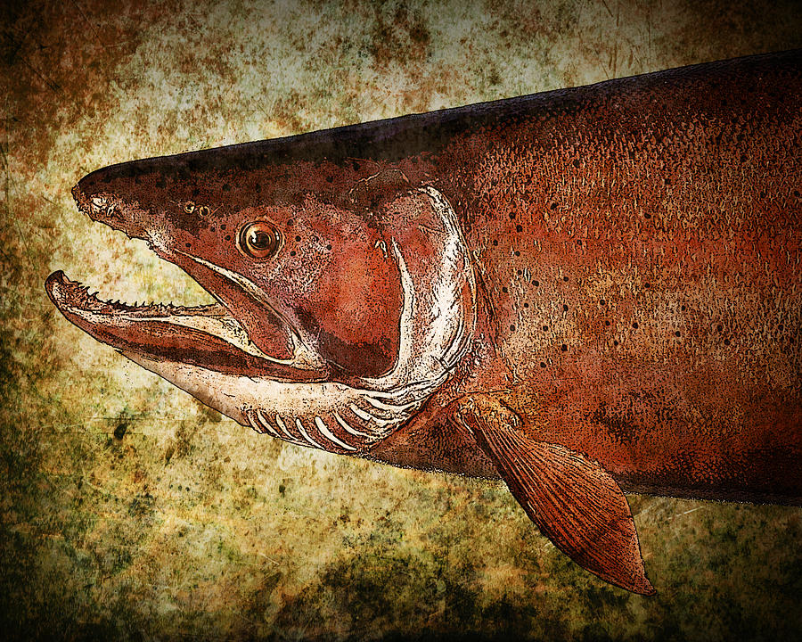 Steelhead Trout Photograph by Randall Nyhof