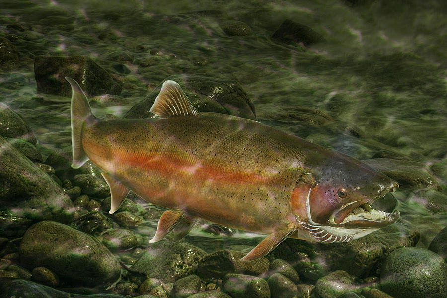 Steelhead Trout Spawning Photograph by Randall Nyhof