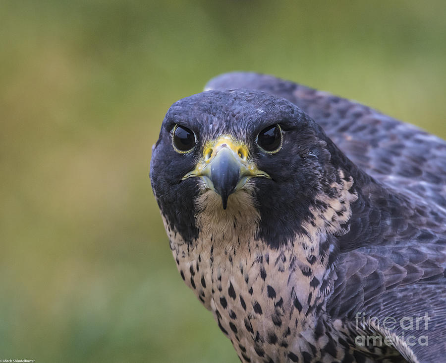 Steely Eyed Falcon Photograph by Mitch Shindelbower