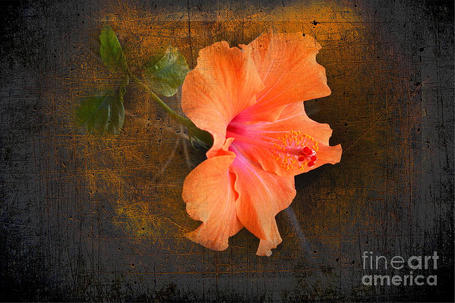 Flowers Still Life Photograph - Steely Hibiscus by The Stone Age