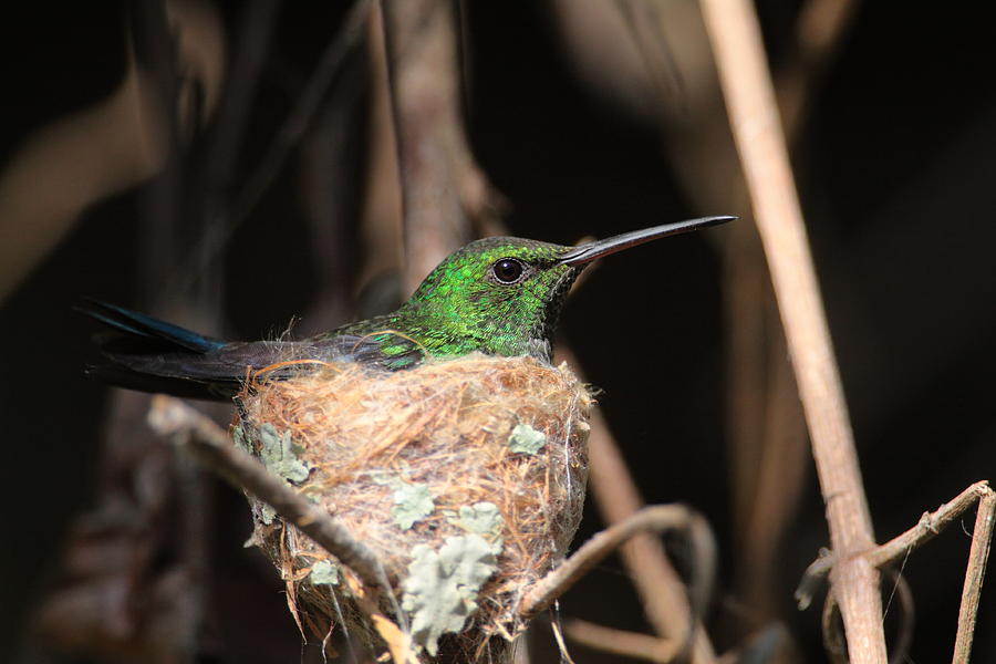 Steely-vented Hummingbird On Nest Photograph by Bruce J Robinson