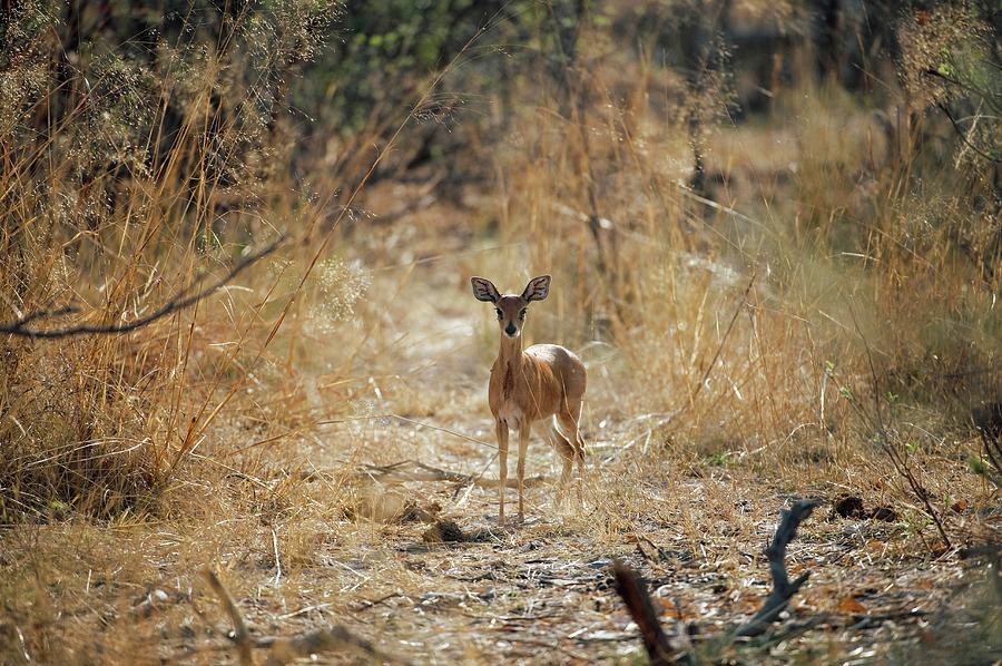 Steenbok Photograph by Dr P. Marazzi/science Photo Library | Fine Art ...