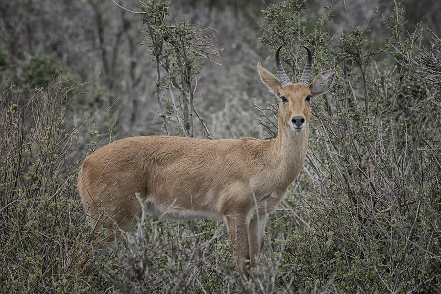 Steenbok Photograph by Gary Hall