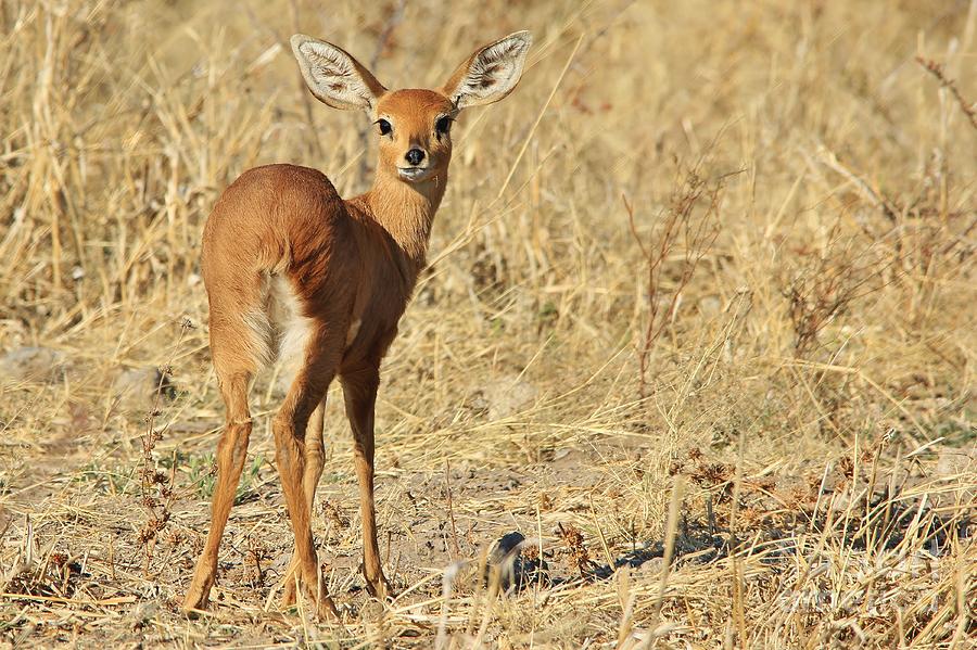 Wildlife Photograph - Steenbok - Shy and Elusive Wildlife by Andries Alberts