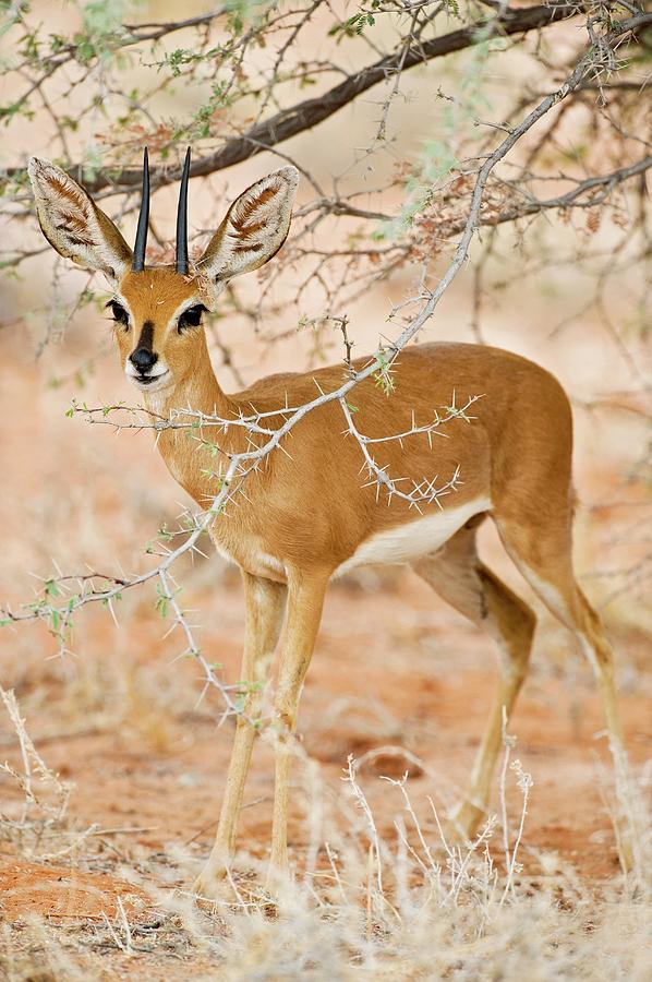 Steenbok Under A Tree Photograph by Tony Camacho/science Photo Library