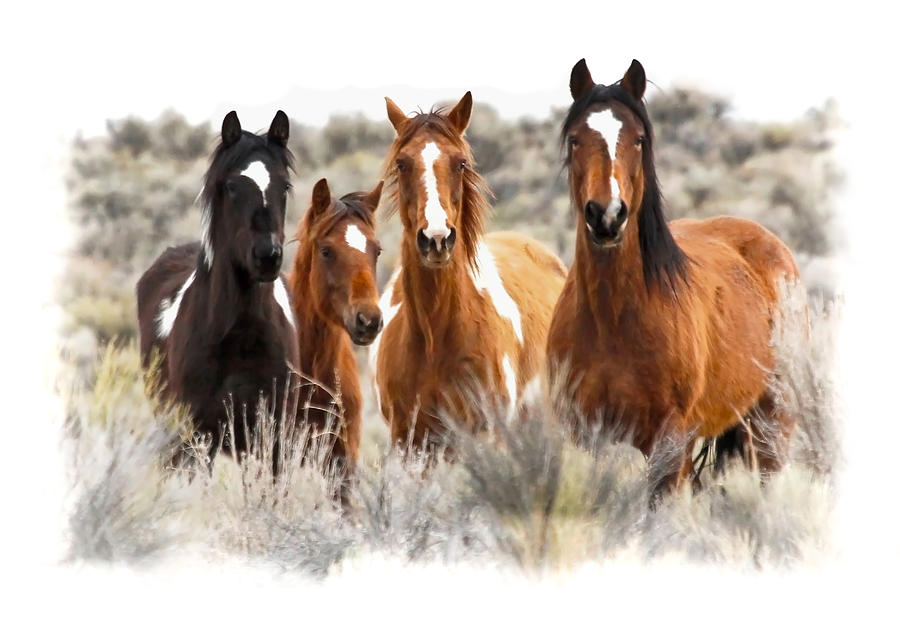 Steens Wild Horses Painted Photograph by Athena Mckinzie