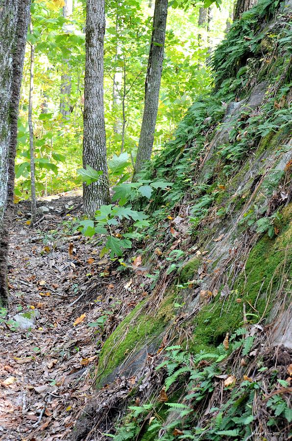 Steep Incline Around the Mountain Photograph by Maria Urso - Fine Art ...