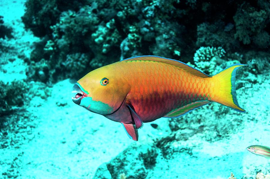 Steepheaded Parrotfish By A Reef Photograph by Georgette Douwma - Fine ...