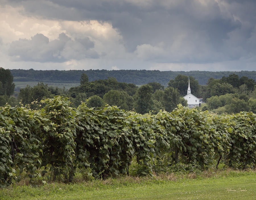 Steeple in the Vines Photograph by Rebecca Samler