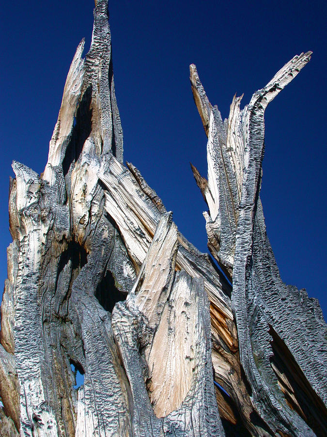 Steeple Roots Photograph by Shane Bechler