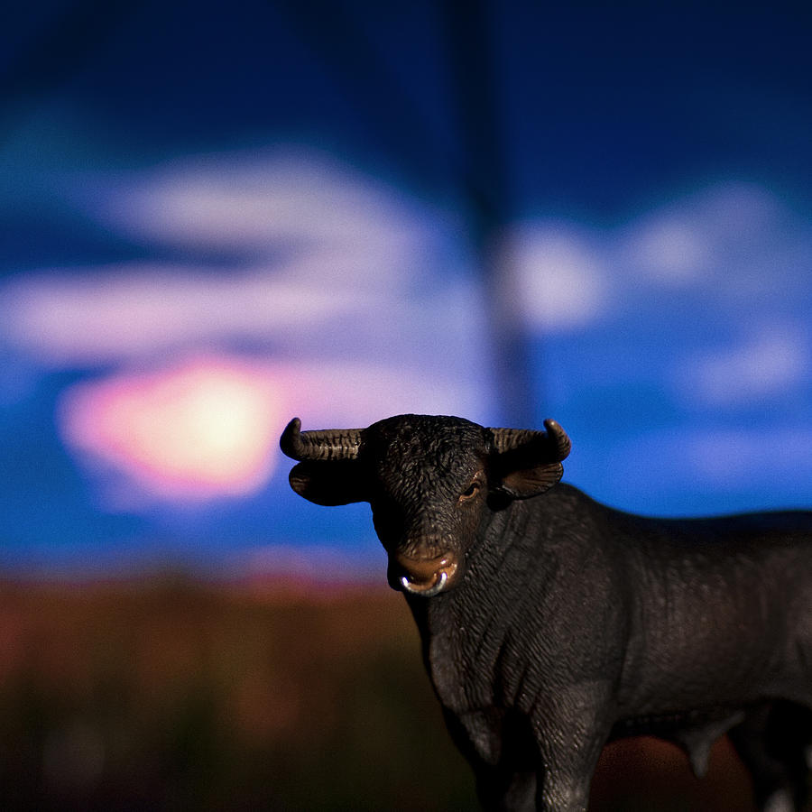 Steer At Sunset Photograph